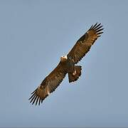 Steppe Eagle