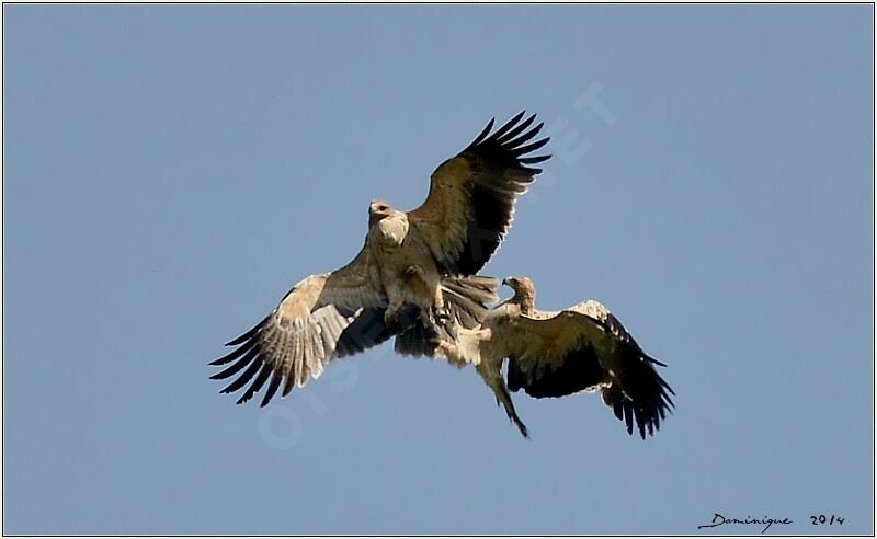 Aigle ibérique