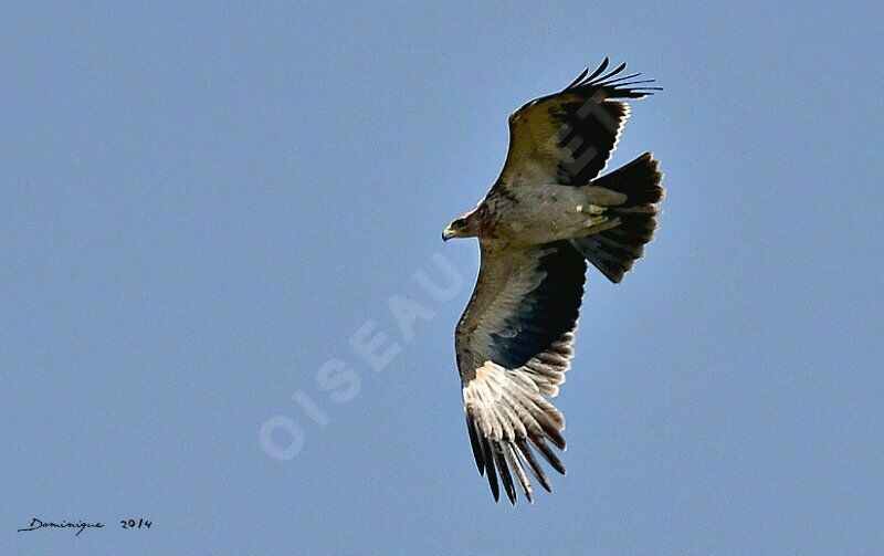 Spanish Imperial Eagle