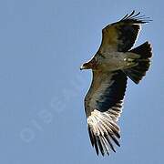 Spanish Imperial Eagle