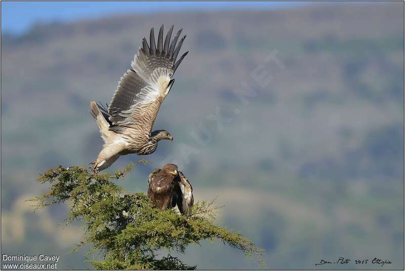 Aigle impérialjuvénile, Vol, Comportement