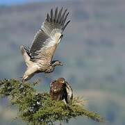 Eastern Imperial Eagle