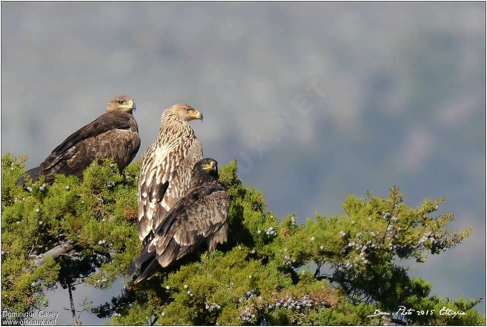 Aigle impérialjuvénile, Comportement