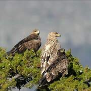 Eastern Imperial Eagle