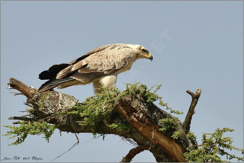 Aigle ravisseur