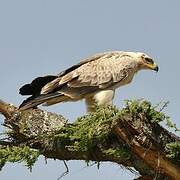 Tawny Eagle