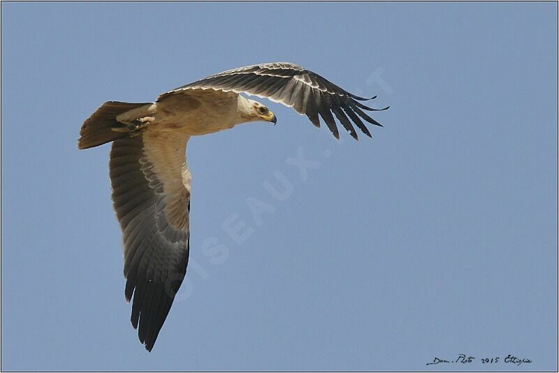 Tawny Eagle, Flight