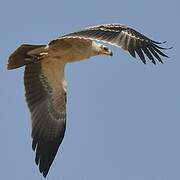 Tawny Eagle