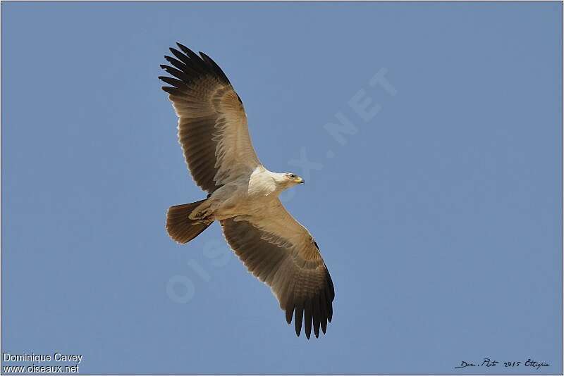 Tawny Eagle