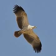 Tawny Eagle