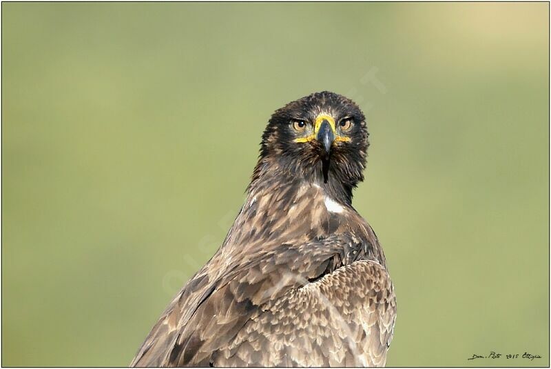 Tawny Eagle