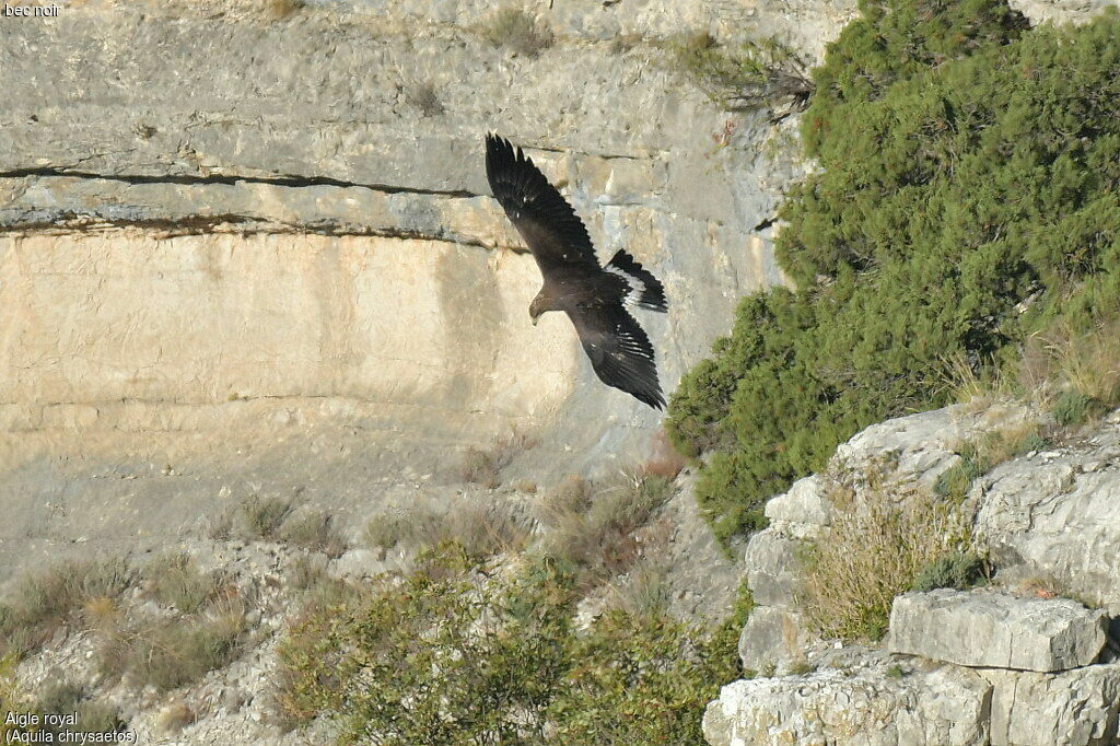 Golden Eagleimmature