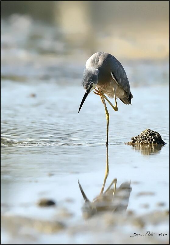 White-faced Heron