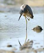 White-faced Heron