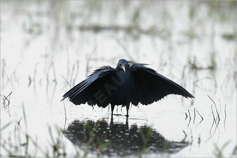 Aigrette ardoisée