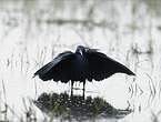 Aigrette ardoisée