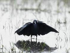 Black Heron