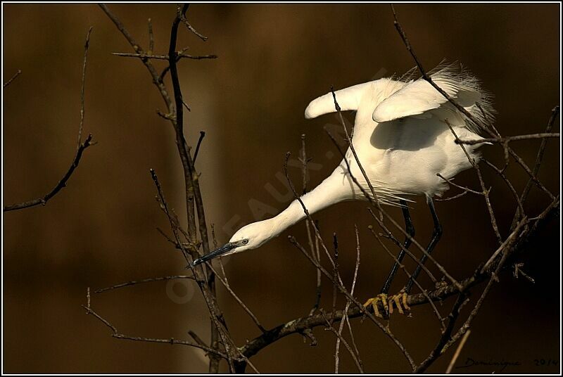 Little Egret