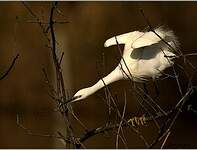 Aigrette garzette