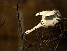 Little Egret