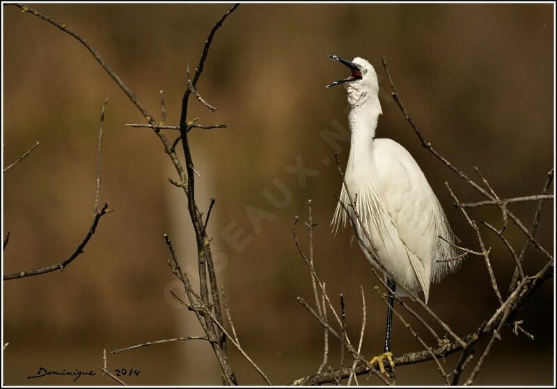 Aigrette garzette