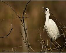 Little Egret