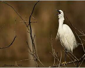 Aigrette garzette