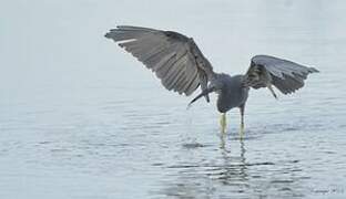 Pacific Reef Heron