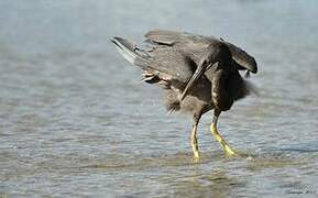 Pacific Reef Heron