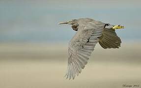 Pacific Reef Heron