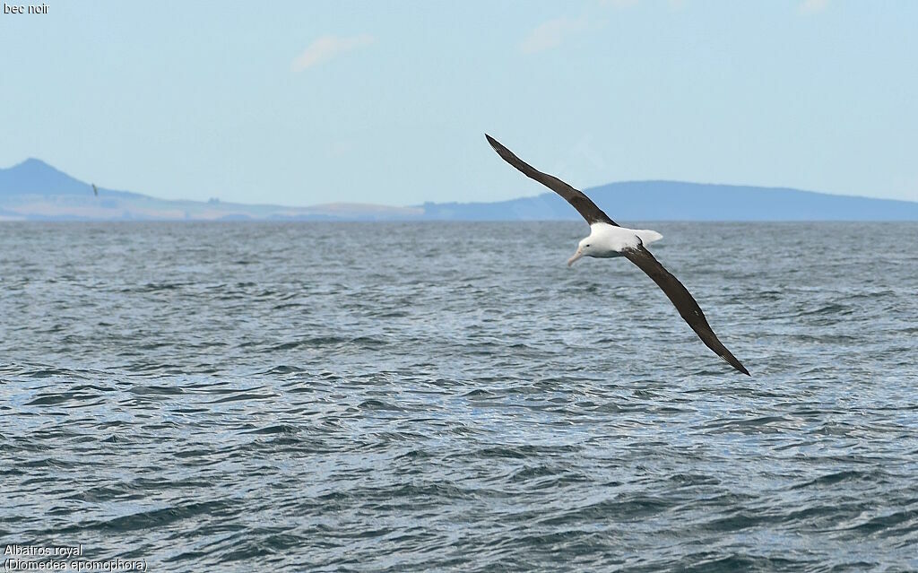 Southern Royal Albatross