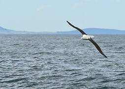 Southern Royal Albatross