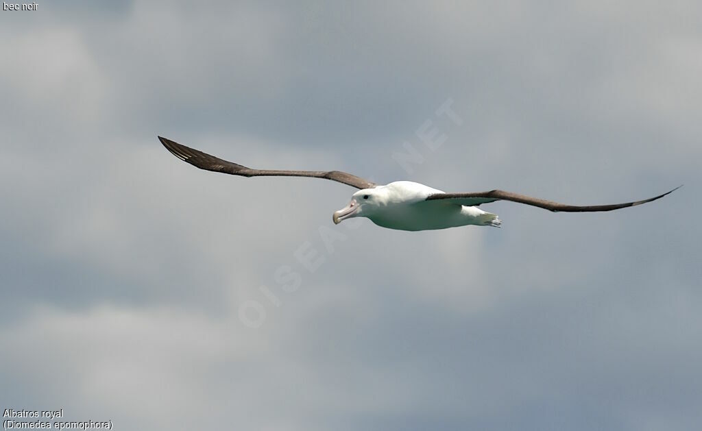 Southern Royal Albatross