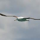 Albatros royal