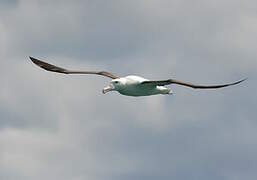 Southern Royal Albatross