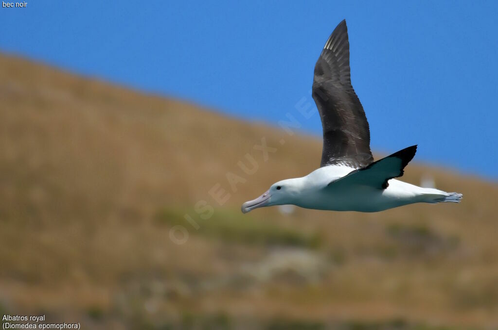 Southern Royal Albatross