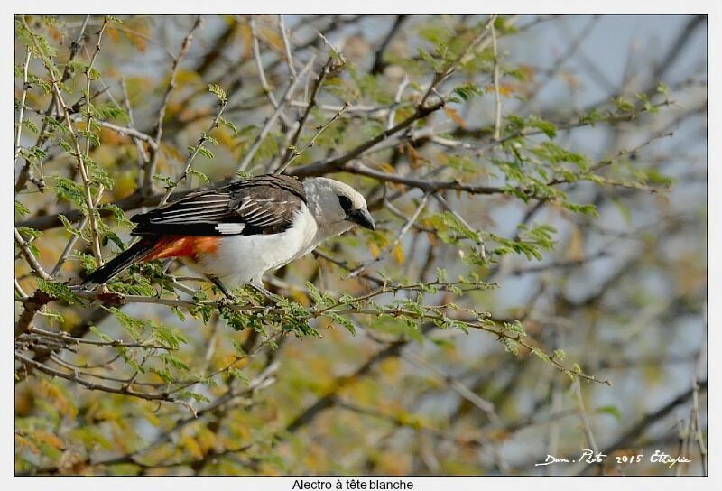 White-headed Buffalo Weaver