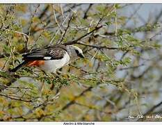 White-headed Buffalo Weaver