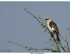 White-headed Buffalo Weaver