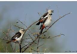 White-headed Buffalo Weaver