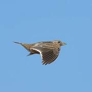 Calandra Lark