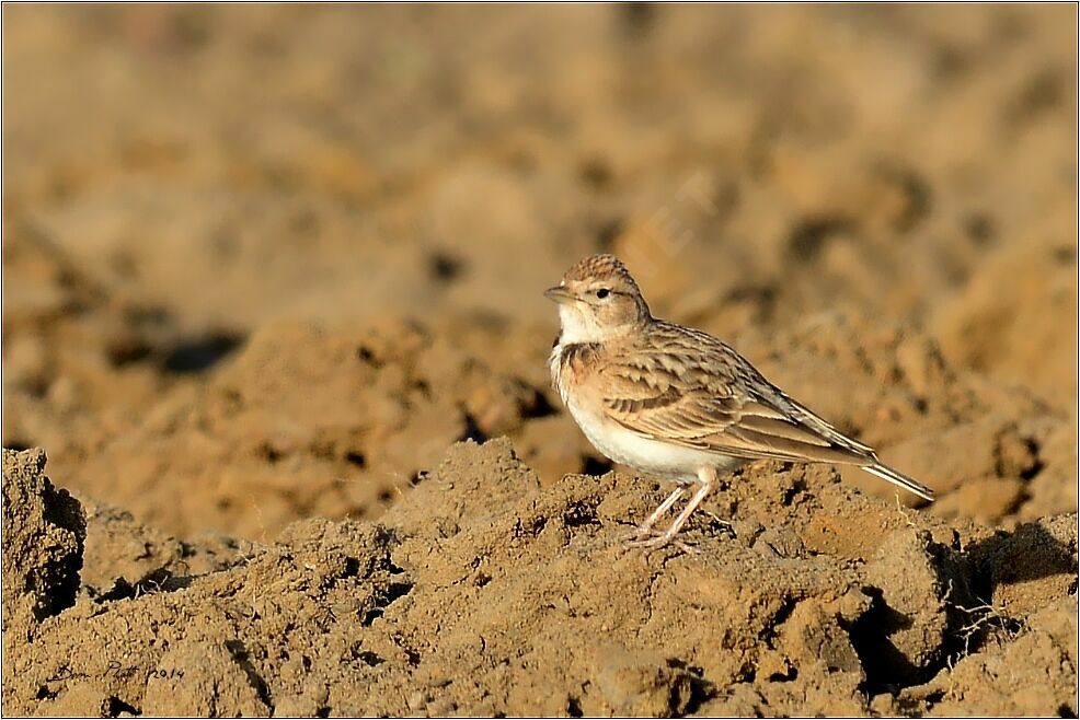 Greater Short-toed Lark