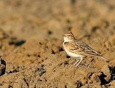 Greater Short-toed Lark