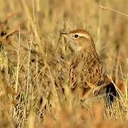 Greater Short-toed Lark