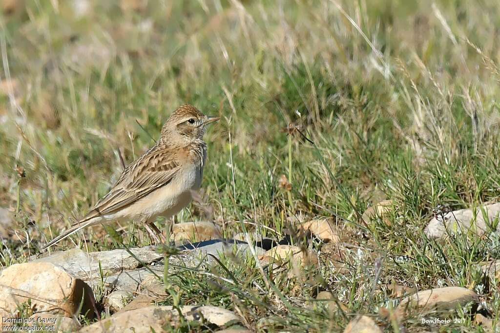 Greater Short-toed Larkadult, habitat, pigmentation