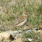 Greater Short-toed Lark