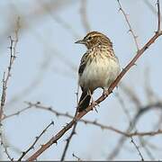 Gillett's Lark