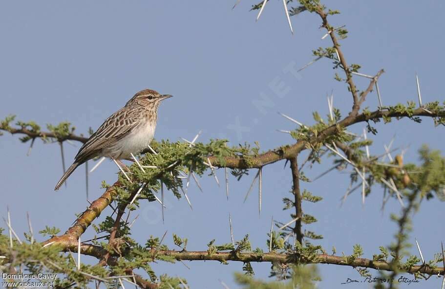 Gillett's Larkadult, identification