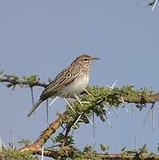 Gillett's Lark