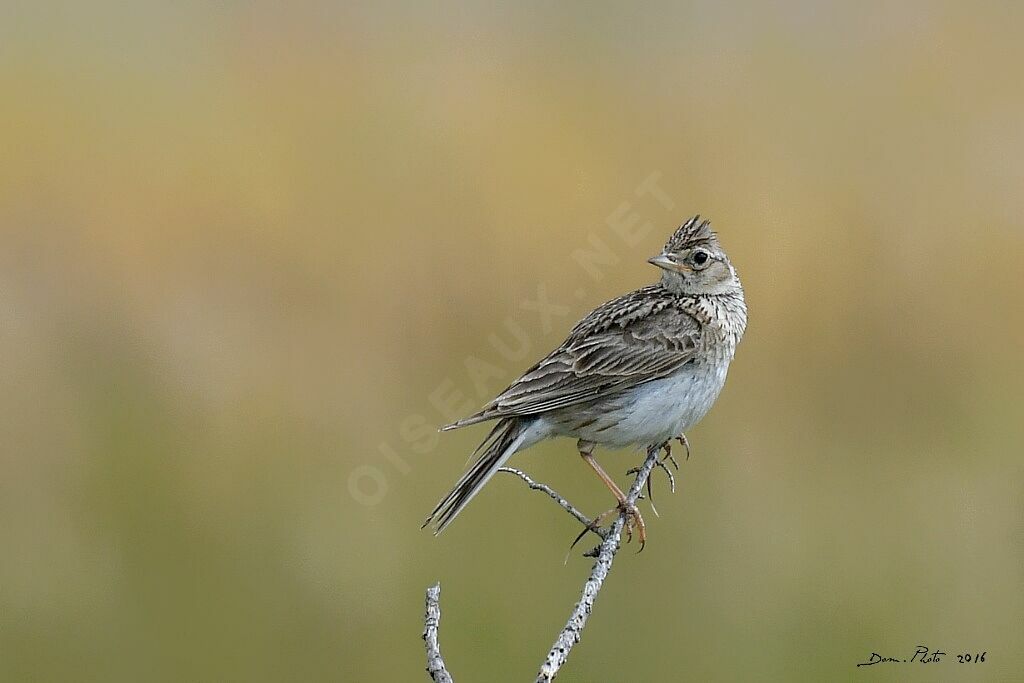 Eurasian Skylark